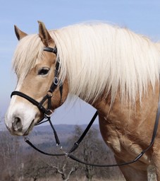 Bild von Kopfstück Syringa: Sidepull, Bitless-Bridle in einem, inkl. Zügel