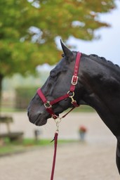 Zeige Details für Pferdehalfter Classy Bild von Pferdehalfter Classy