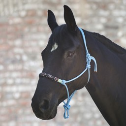 Bild von Knotenhalfter mit Perlen, Pony, Vollblut, Warmblut