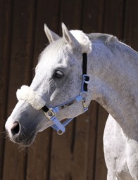 Zeige Details für Pferdehalfter Stretch & Breath mit Schafwoll-Schonern Bild von Pferdehalfter Stretch & Breath mit Schafwoll-Schonern