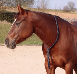 Zeige Details für Halsring AMBER aus Bergseilen Bild von Halsring AMBER aus Bergseilen
