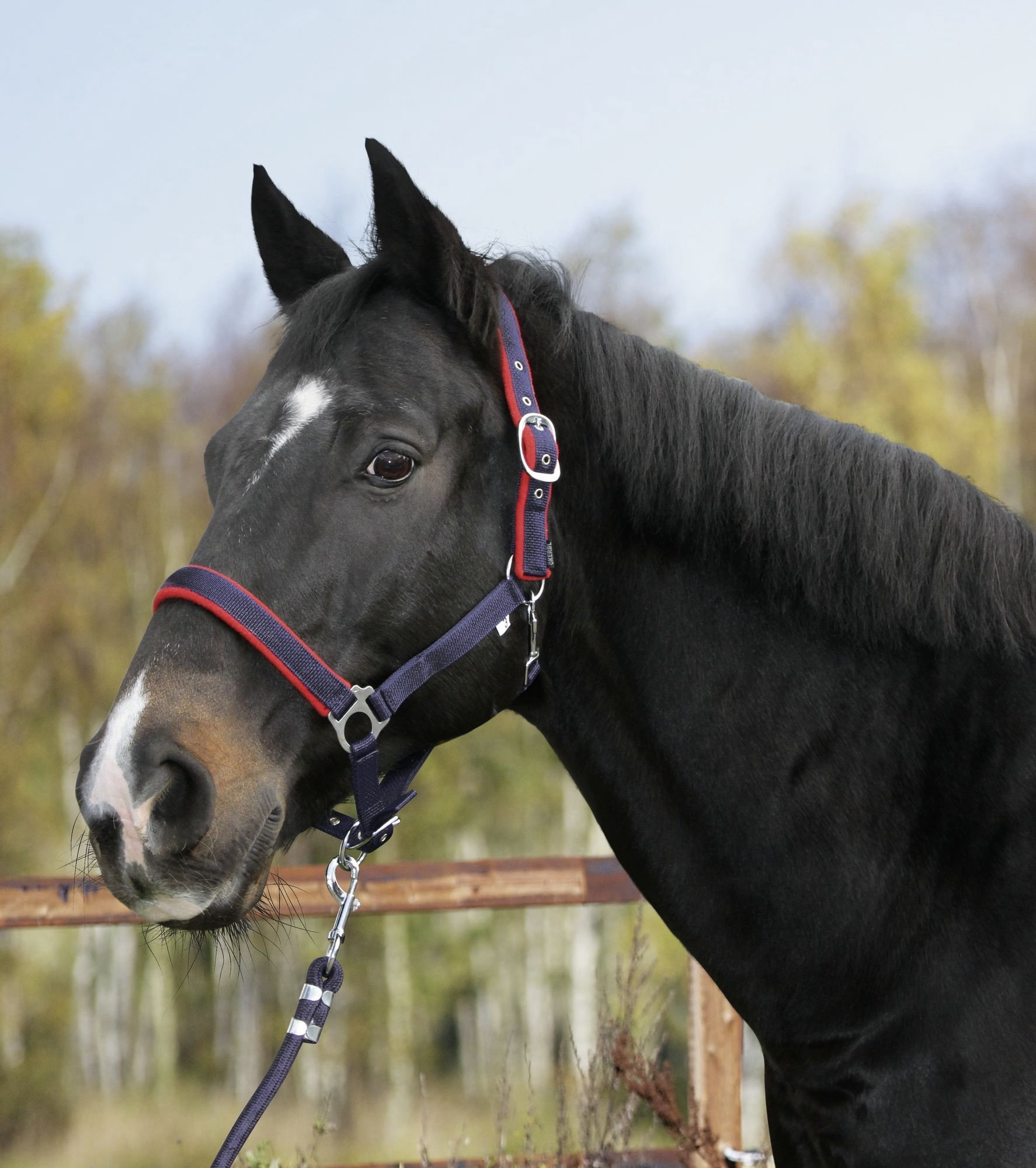 Bild von Halfter Dexter mit Fleeceunterlage, Fohlen, Shetty, Pony, Vollblut, Warmblut, Kaltlbut