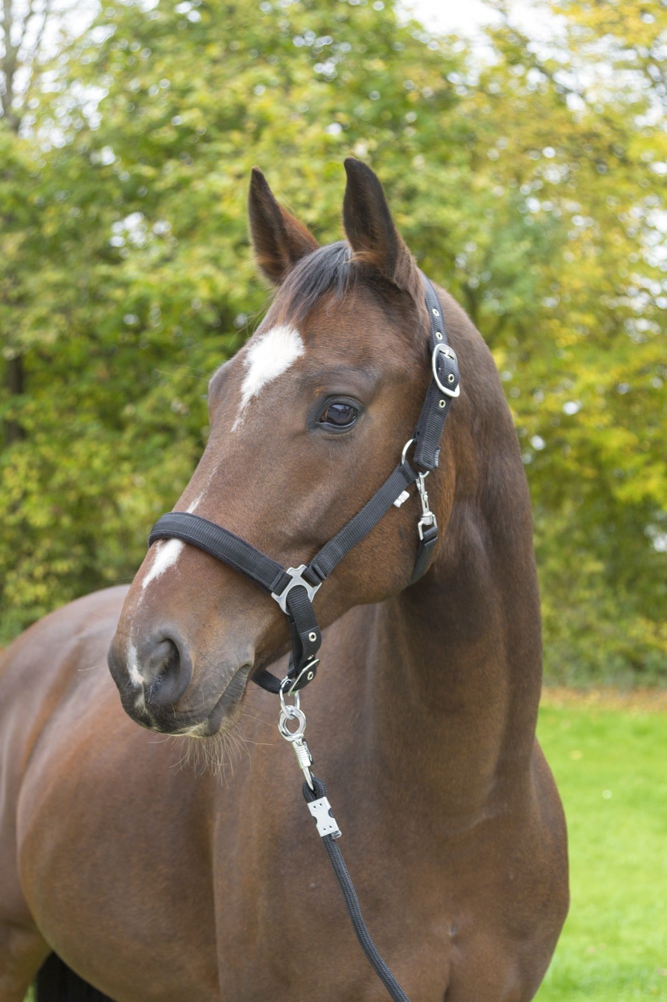 Bild von Halfter Dexter mit Fleeceunterlage, Fohlen, Shetty, Pony, Vollblut, Warmblut, Kaltlbut