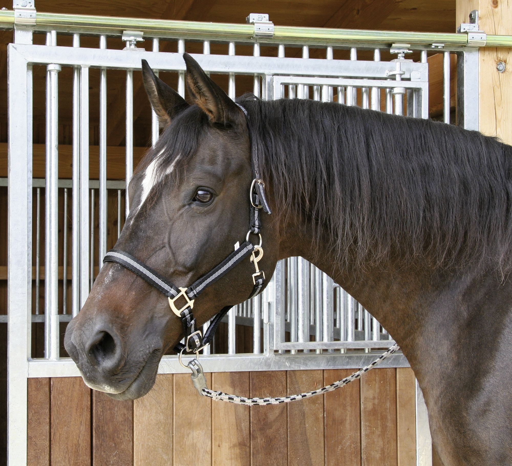 Bild von Pferdehalfter in Pony, Vollblut, Warmblut, schwarz, rot, blau