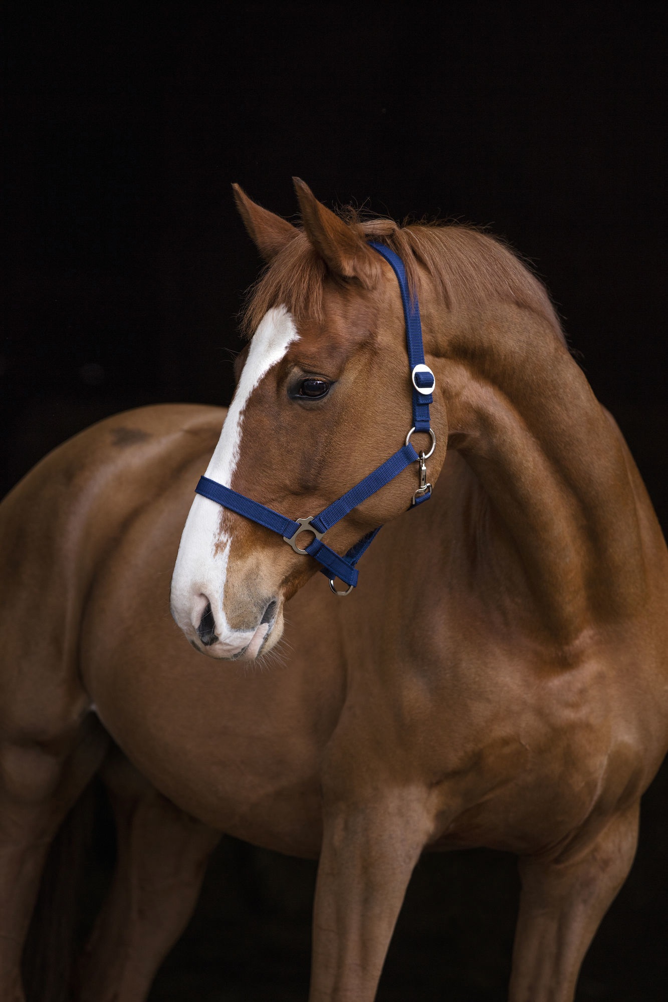 Bild von Nylonhalfter Classic, Vollblut