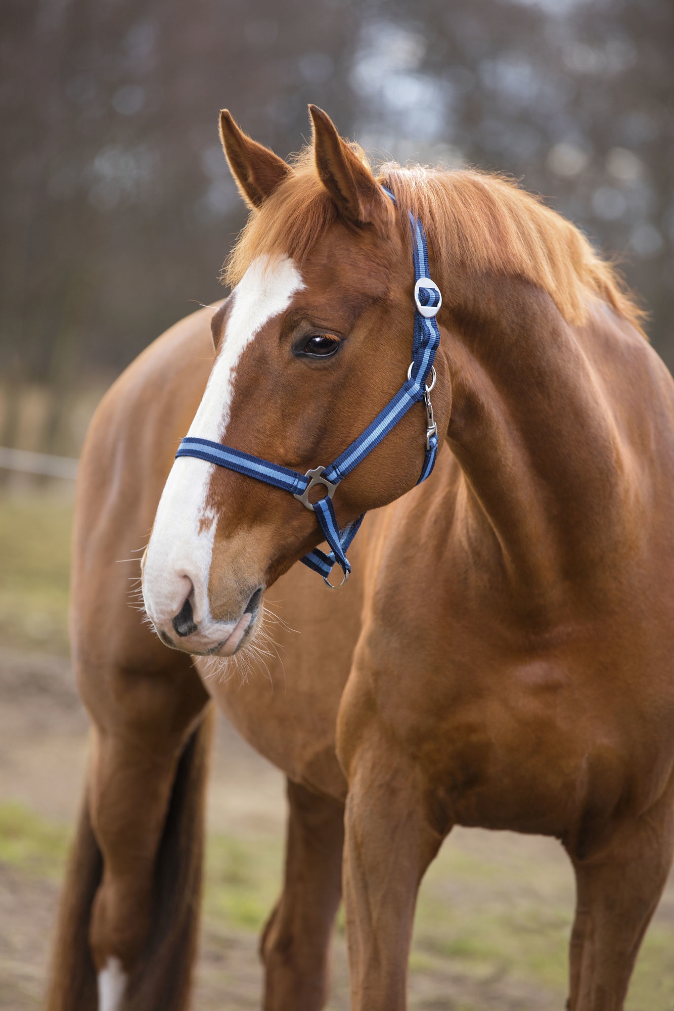 Bild von Pferdehalfter Hippo, Fohlen, Shetty, Pony, Vollblut, Warmblut