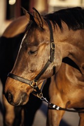Bild von Pferdelederhalfter Pony, Vollblut, Warmblut, Kaltblut, schwarz oder braun