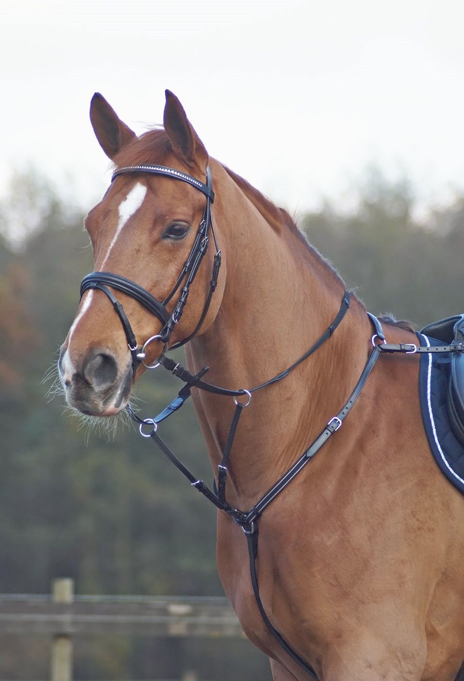 Bild von Ledervorderzeug BASIC, schmal
