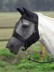Bild von Pferdefliegenmaske mit Nüsternschutz, schwarz