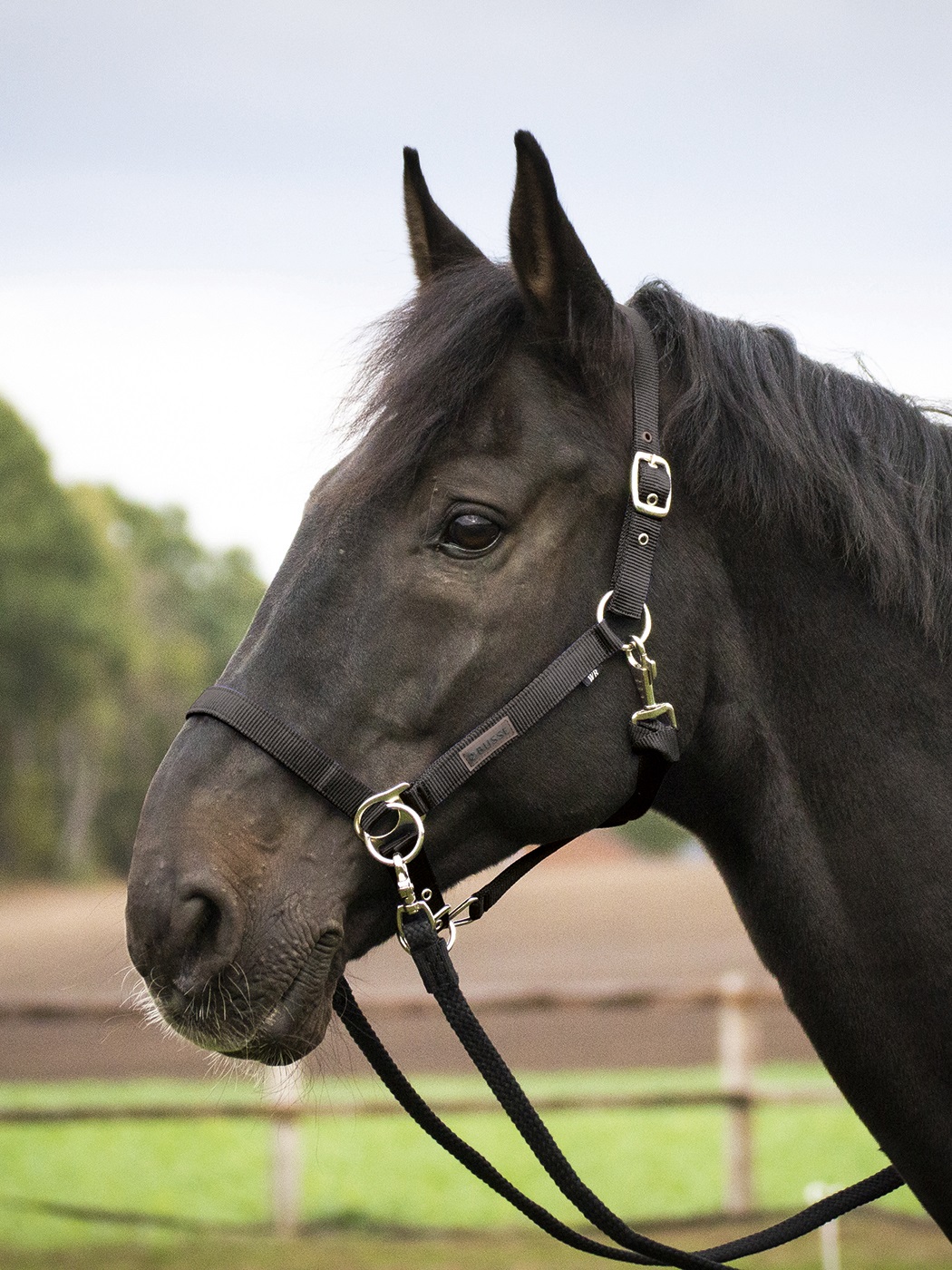 Bild von Halfter RIDING, Reithalfter mit Ringen, Sidepull