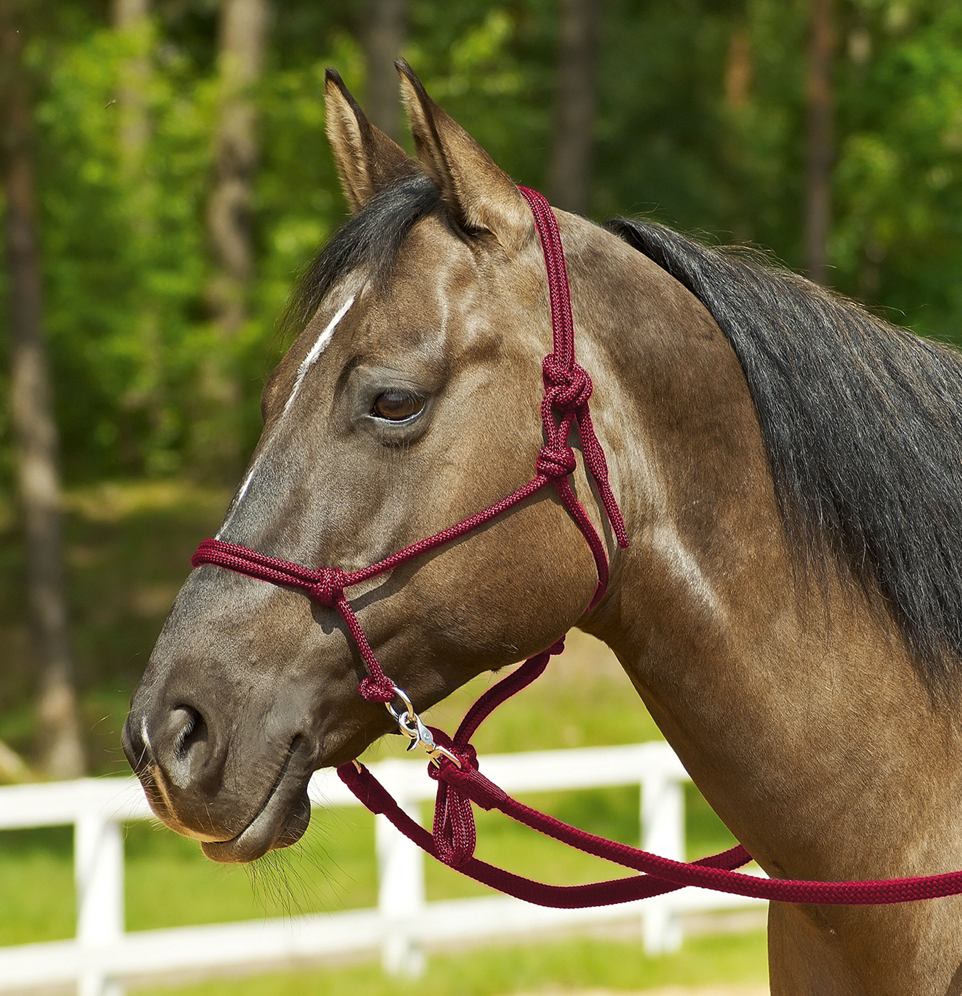 Bild von Knotenhalfter RINGE, Reitknotenhalfter, Sidepull, Reithalfter