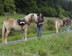 Bild von Rucksack Walk-My-Horse, Packpferdsatteltasche, Pferdepacksatteltasche