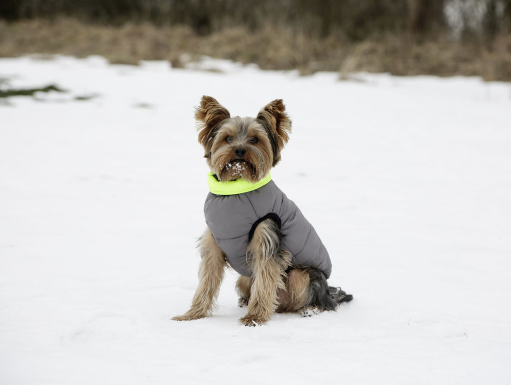 Bild von Hundesteppmantel Charmonix, Hundewintermantel 