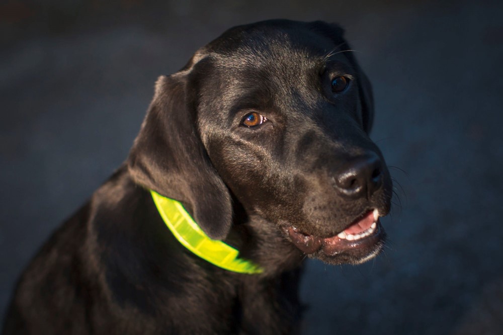 Bild für Kategorie Hundeleinen, Hundehalsbänder