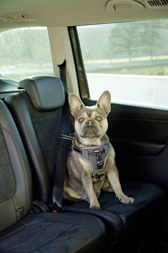 Bild von Autosicherheitsgeschirr für Hunde, Autohundegeschirr, Anschnaller für Hunde