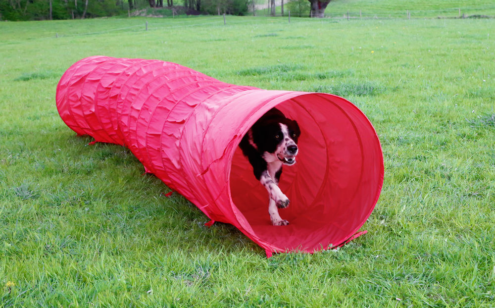 Bild für Kategorie Hunde Agility und Hundespielzeug