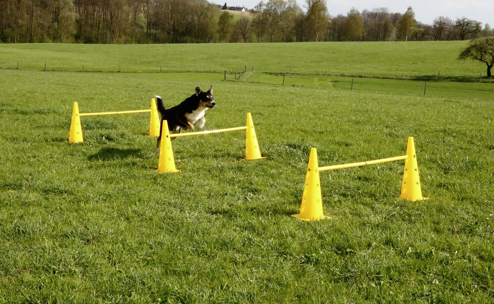 Bild von Pylonen Hürden und Slalom Set Hunde Agility