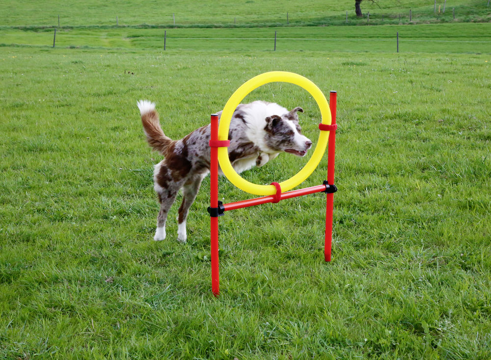 Bild von Komplettset Hunde Agility