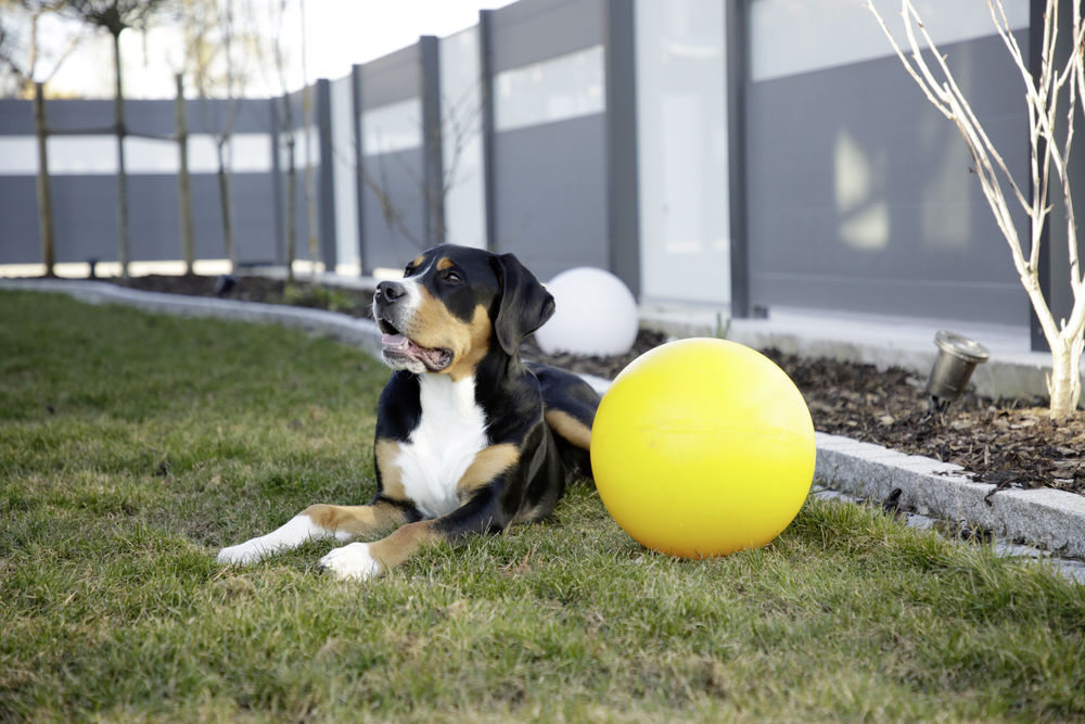 Bild von Hundespielball bissfest