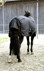 Bild von Pferdewinterdecke RugBe IceProtect 300, Pferdeweidedecke schwarz