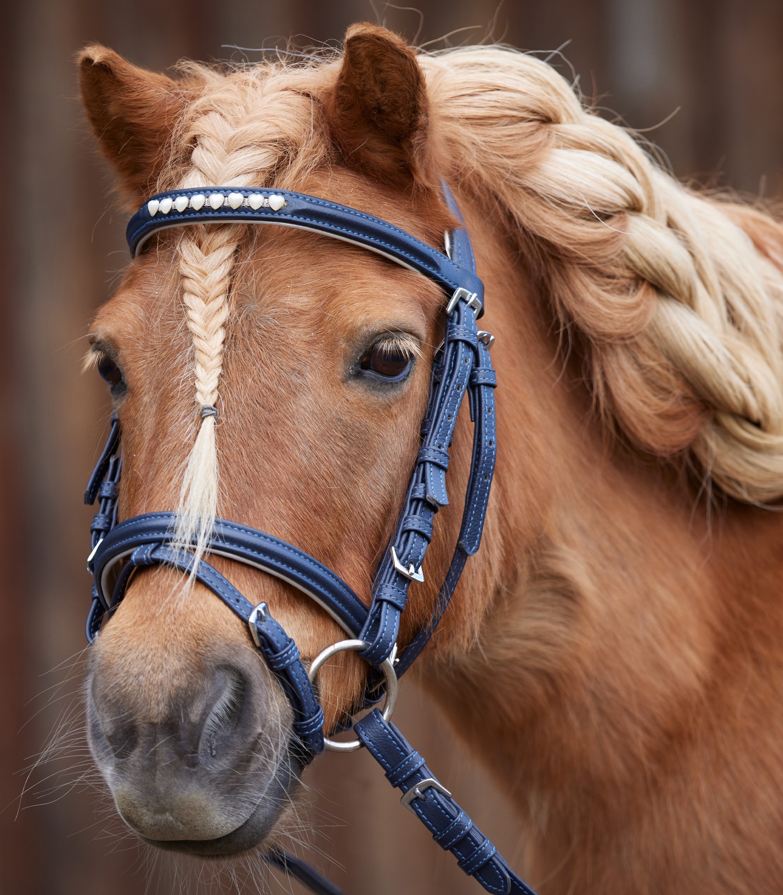 Bild von Trensenzaum Lucky Heart, Reithalfter inkl. Gurtzügel