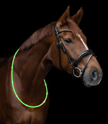 Bild von LED Leuchthalsring für Pferde, LED Halsriemen