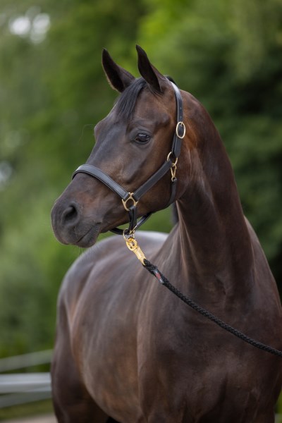 Bild von Pferdelederhalfter Pony, Vollblut, Warmblut, Kaltblut, schwarz oder braun