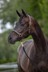 Bild von Pferdelederhalfter Pony, Vollblut, Warmblut, Kaltblut, schwarz oder braun