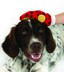Bild von Fellpflegehandschuh, Hundefellhandschuh