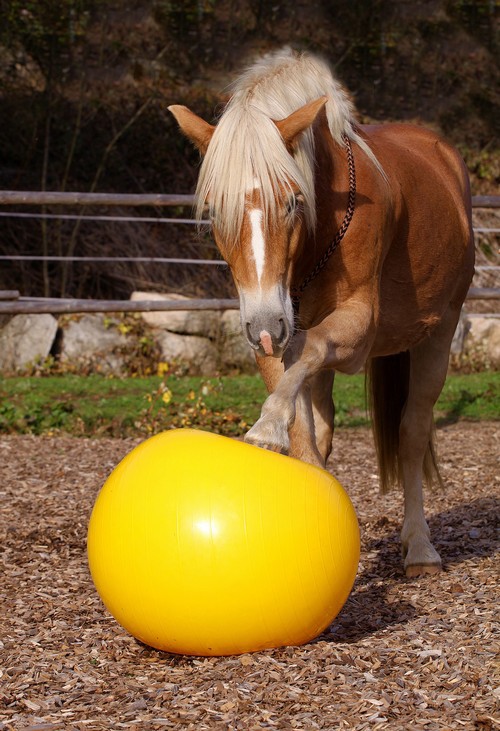 Bild von Trainingsball zur Pferdebodenarbeit, Pferdespielball