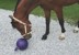 Bild von Spielball für Pferde, Pferdespielball grün oder lila