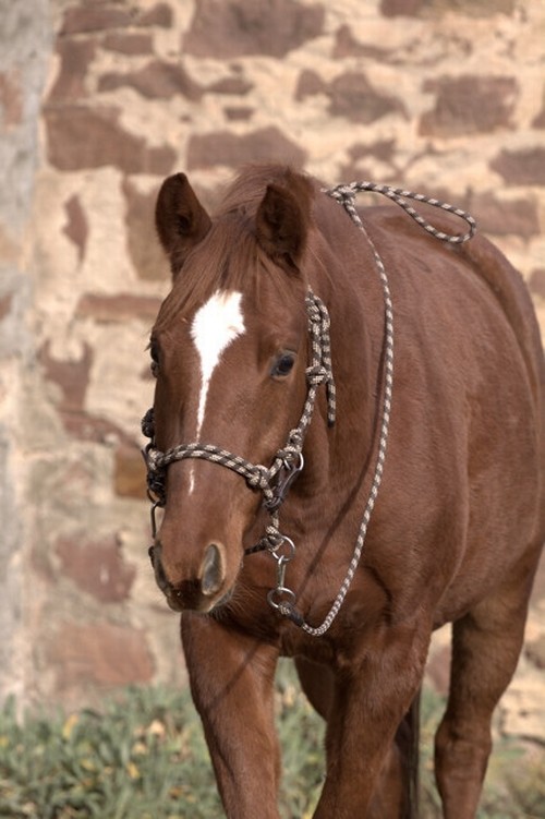 Bild von Barefoot Juniper Nylonzügel, geschlossen, Westernzügel