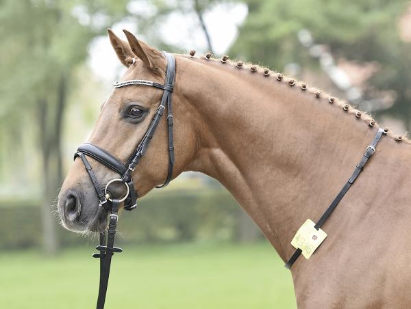 Bild von Halsriemen, Lederriemen für Reitkennzeichen