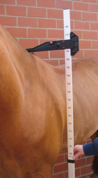 Bild von Stockmaß für Pferde ALU, Pferdestockmaßstab
