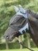 Bild von Pferdefliegenmaske mit Nüsternschutz, pink, hellblau, grau, schwarz