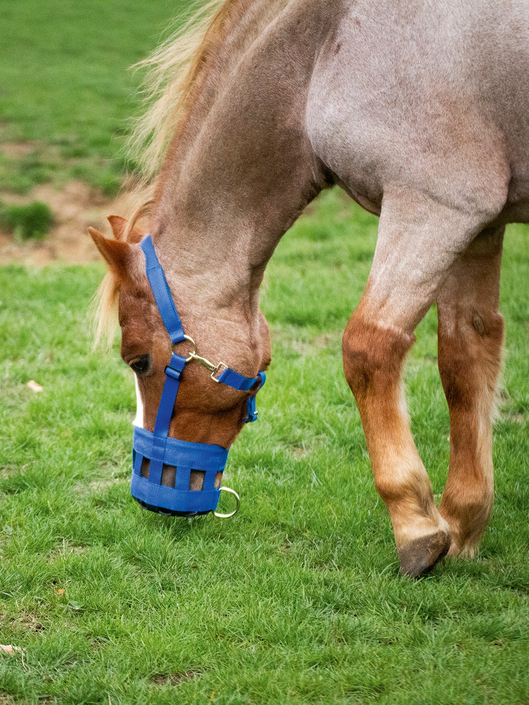 Freitzeitreiter und Alles für Pferd und Reiter